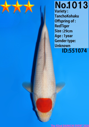 Dainichi 0974__Msanke.Jr_Tancho sanke