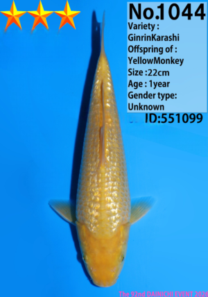 Dainichi 1044_YellowMonkey