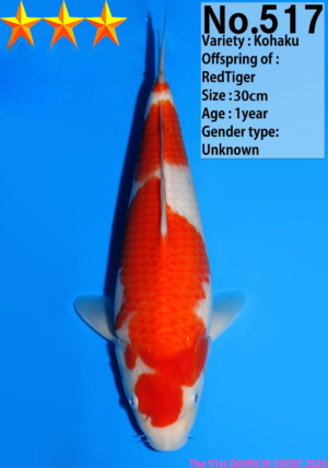 Dainichi 517 tosai kohaku