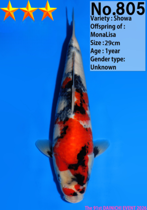 Dainichi 805 tosai showa