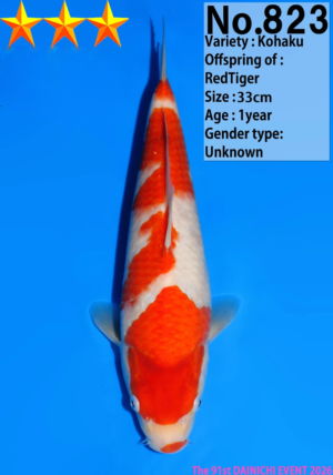 Dainichi 823 tosai kohaku