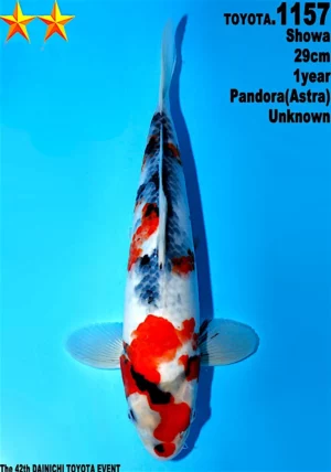 Dainichi Toyota showa 1157