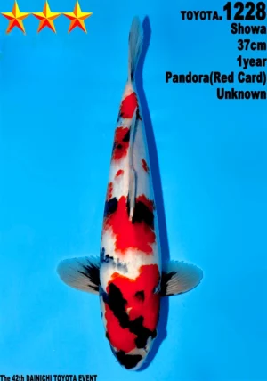 Dainichi Toyota showa 1228