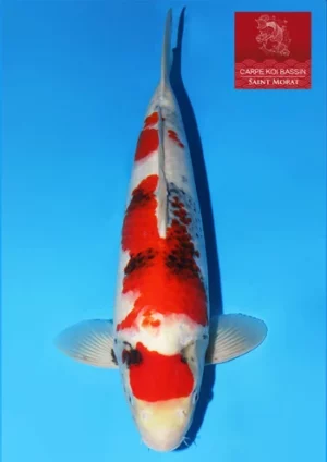 Dainichi Toyota nisai showa femelle