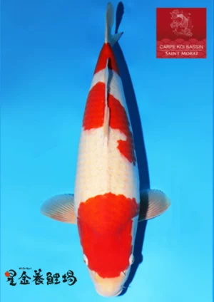 Dainichi Toyota nisai femelle 58 cm