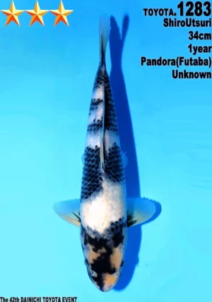 Dainichi Toyota shiro utsuri 1283