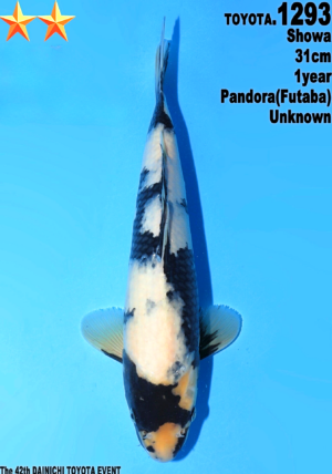 Dainichi Toyota shiro utsuri 1293