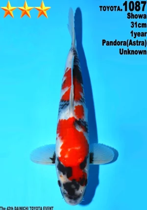 Dainichi Toyota showa 1087