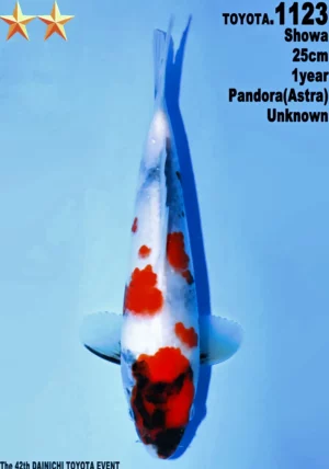 Dainichi Toyota showa 1123