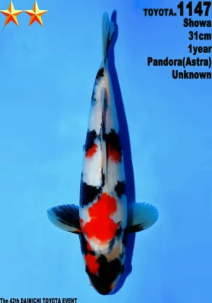 Dainichi Toyota showa 1147