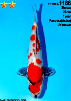 Dainichi Toyota showa 1186