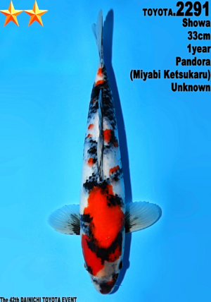 Dainichi Toyota tancho showa 2233