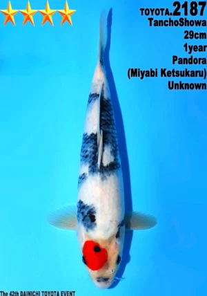 Dainichi Toyota tancho showa 2187