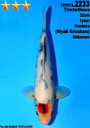 Dainichi Toyota tancho showa 2233