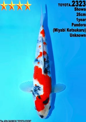 Dainichi Toyota tancho showa 2323