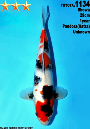 Dainichi Toyota showa 1134