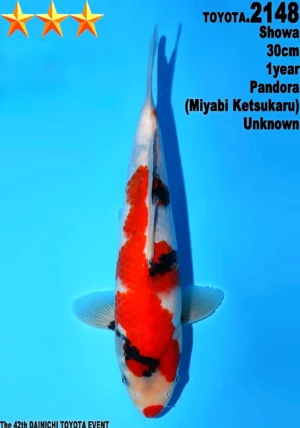 Dainichi Toyota tosai showa 2148