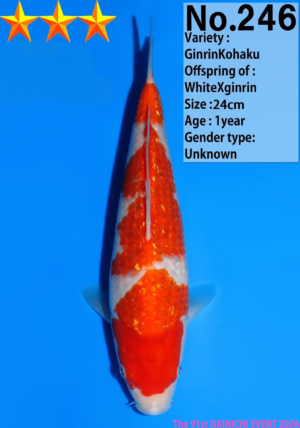 Dainichi ginrin kohaku 24 cm