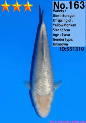 Dainichi soragoi yellow monkey 163