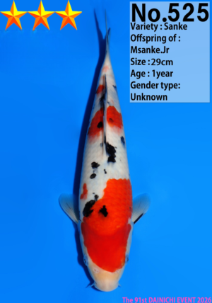 Dainichi sanke 525 28 cm