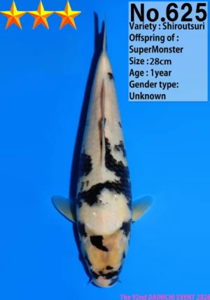 Dainichi shiro utsuri 625_28cm_SuperMonster_