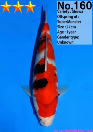 Dainichi showa tosai 160