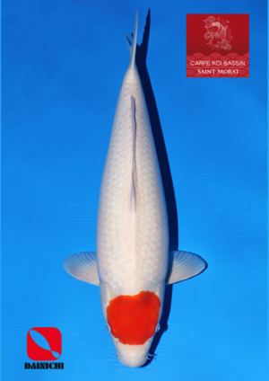 Dainichi tancho kohaku femelle