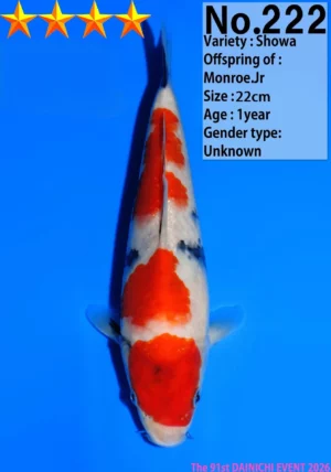 Dainichi tosai 222 showa HQ