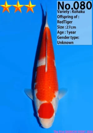 Dainichi tosai kohaku 080