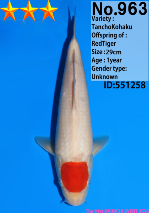 Dainichi 823 tosai kohaku