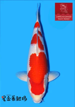 hikin nisai kohaku 2