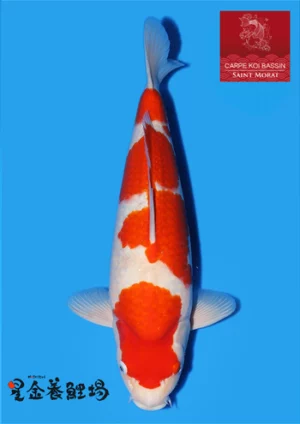 Hoshikin nisai kohaku 3