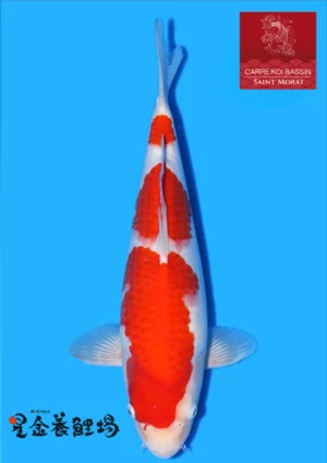 Hoshikin nisai kohaku 5