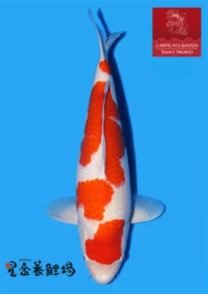 Hoshikin nisai kohaku 6