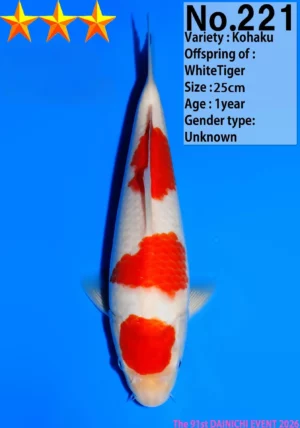 Kohaku tosai Dainichi lignée white tiger 25 cm