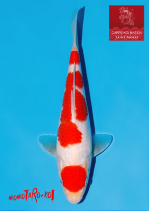 Momotaro kohaku 10236