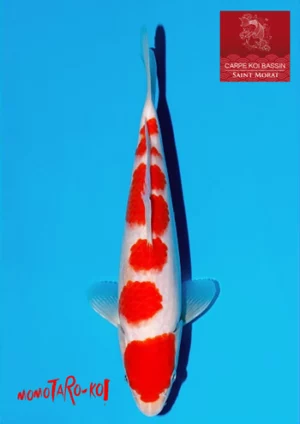 Momotaro kohaku 10319