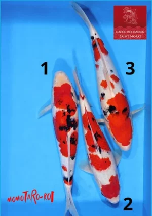 Momotaro sanke 10395