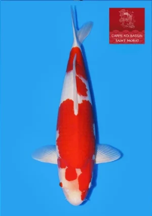 Ooya nisai kohaku femelle 52 cm