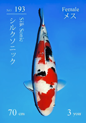 Sakai-sansai-sanke-193