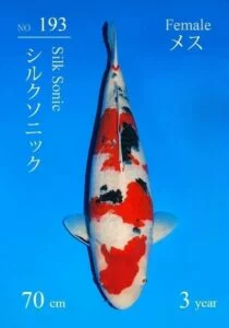 Sakai sansai sanke 193