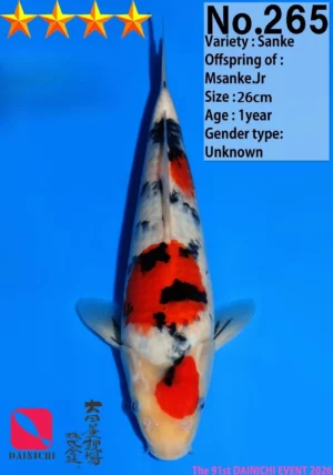 Tosai HQ sanke Dainichi 265