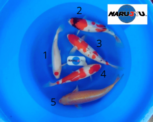 Maruyu-nisai go sanke et ogon