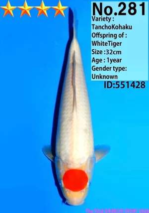 281_32cm_WhiteTiger_