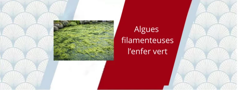 Algues filamenteuses, l'enfer vert