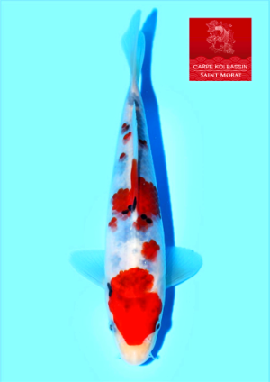 Beppu tosai sanke 64