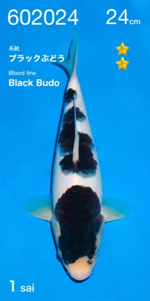 Budo goromo par Ogata lignée black budo 1