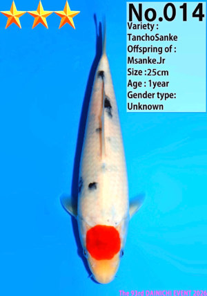 Dainichi 014_25cm_Msanke.Jr_s3-