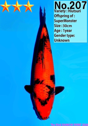 Dainichi 207_30cm_SuperMonster_