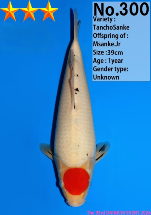 Dainichi 300_39cm_Msanke.Jr